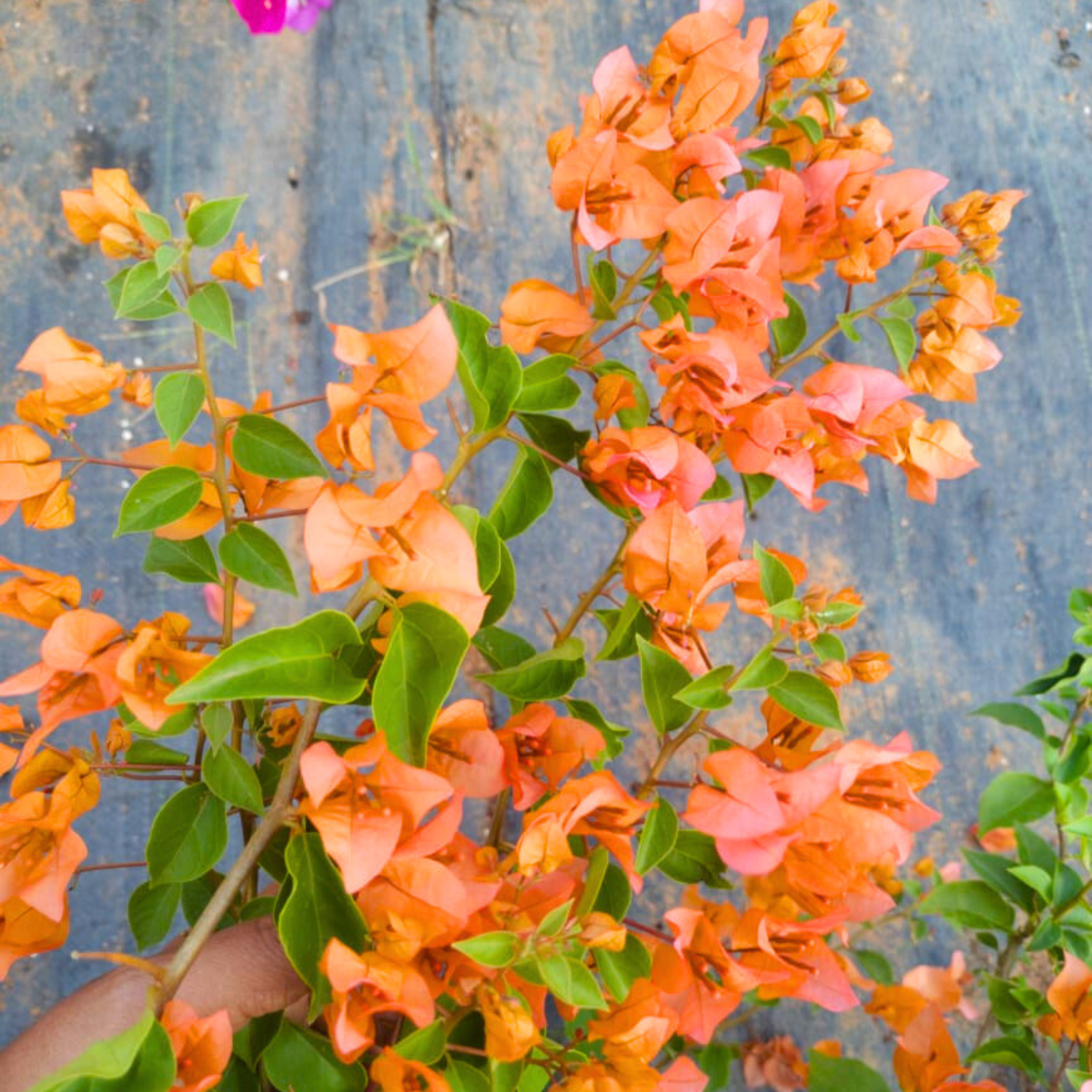 Bougainvillea Chilli Orange (Paper Flower) Rare Flowering Live Plant