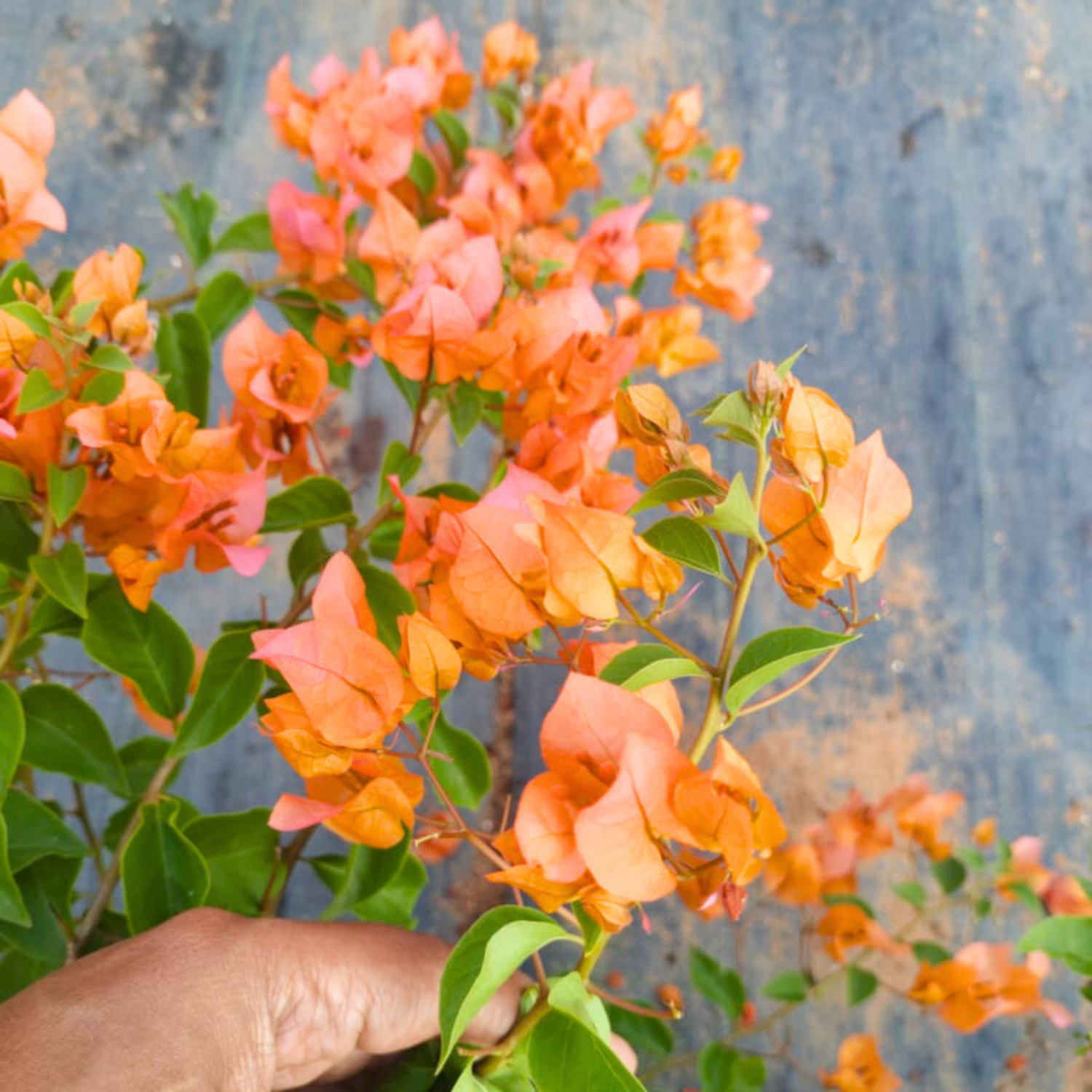 Bougainvillea Chilli Orange (Paper Flower) Rare Flowering Live Plant