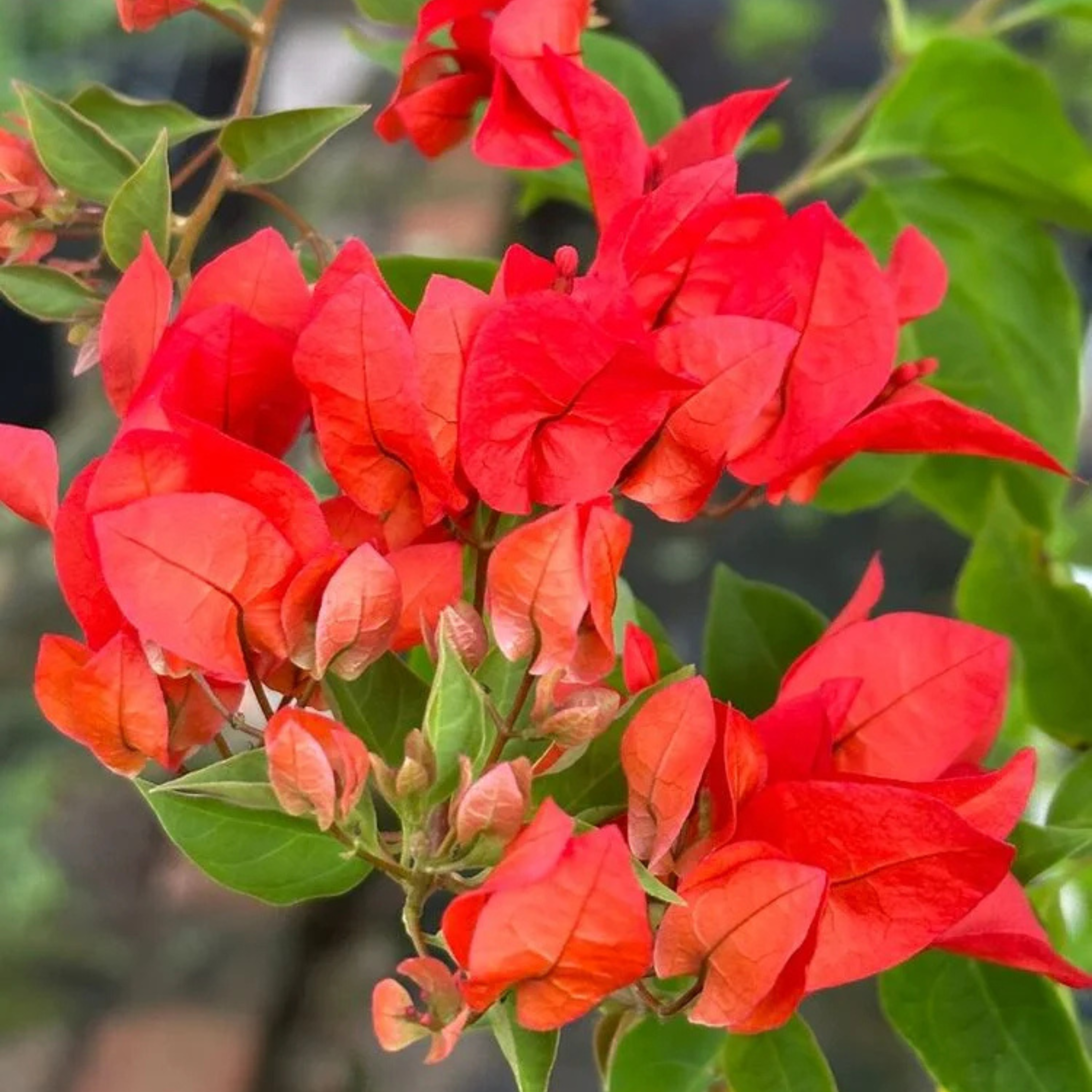 Bougainvillea Chilli Red Hybrid (Paper Flower) Rare Flowering Live Plant