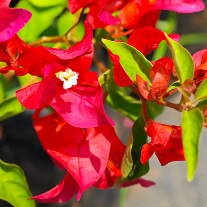 Bougainvillea Chilli Red Hybrid (Paper Flower) Rare Flowering Live Plant