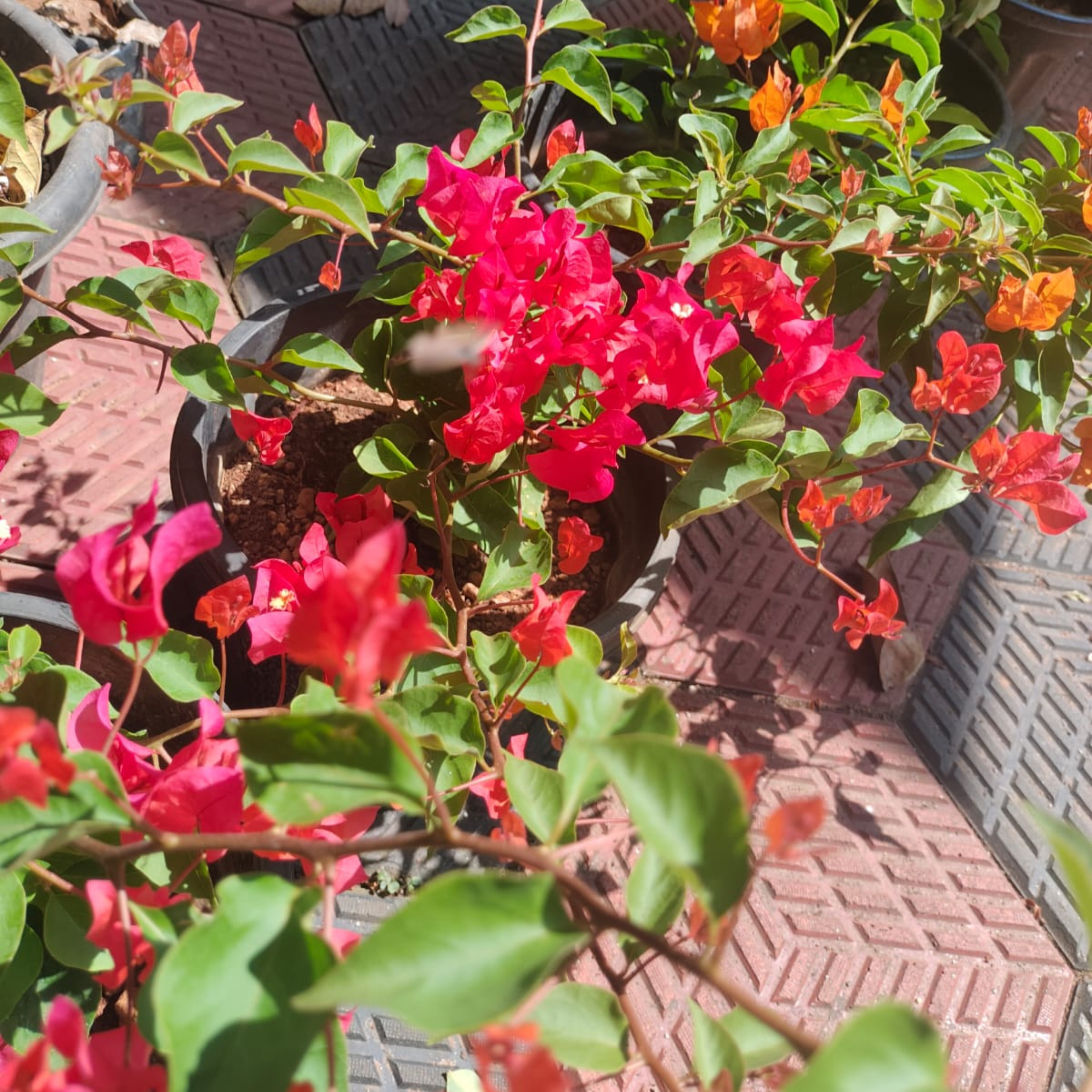 Bougainvillea Chilli Red Hybrid (Paper Flower) Rare Flowering Live Plant