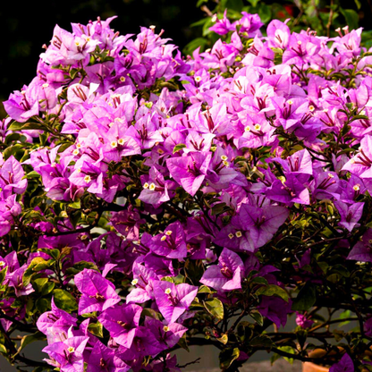 Bougainvillea Golden Summer Tricolour Rare Flowering Live Plant