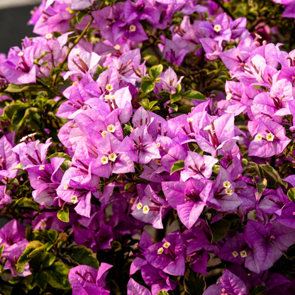 Bougainvillea Golden Summer Tricolour Rare Flowering Live Plant