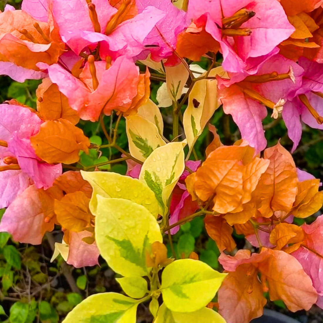 Bougainvillea Hybrid Newspaper Variegated Flowering Live Plant