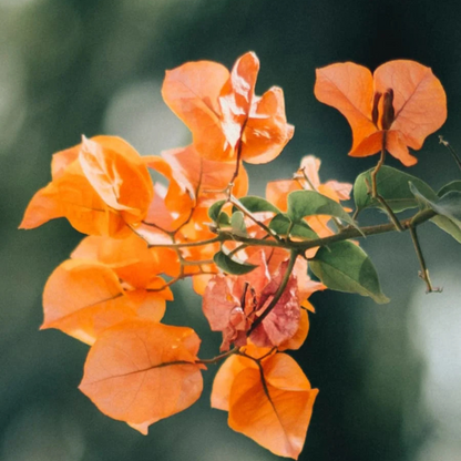 Bougainvillea Orange Creeper (Paper Flower) Flowering Live Plant