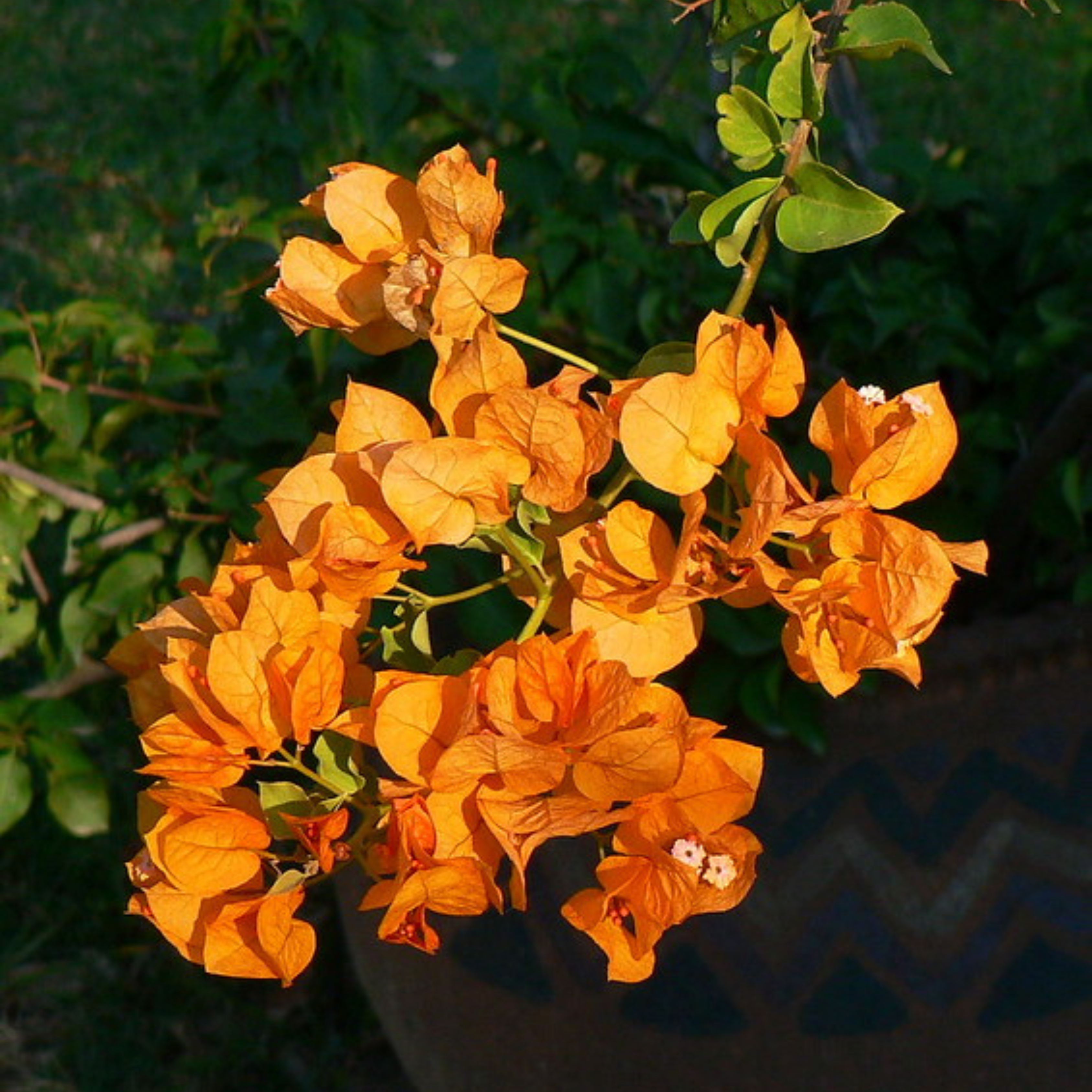 Bougainvillea Orange Creeper (Paper Flower) Flowering Live Plant