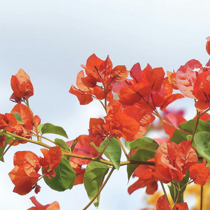 Bougainvillea Orange Creeper (Paper Flower) Flowering Live Plant