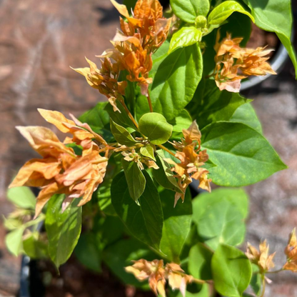 Bougainvillea Orange (Paper Flower) Flowering Live Plant