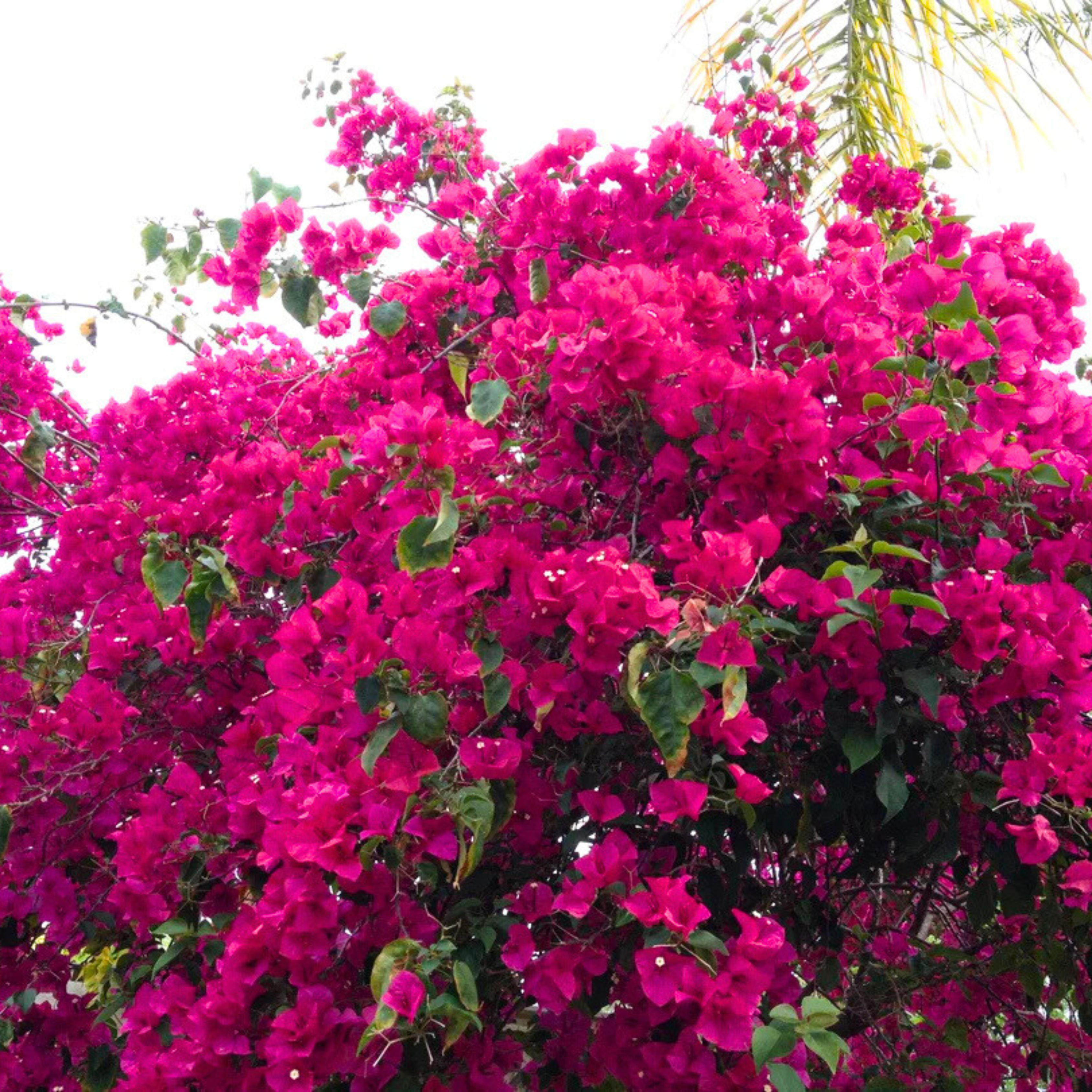 Bougainvillea Pink Creeper (Paper Flower) Flowering Live Plant