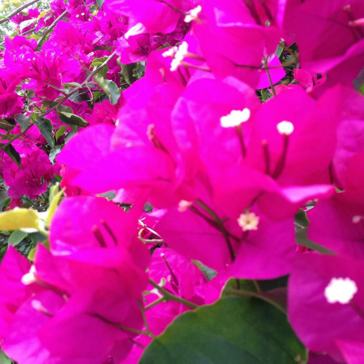 Bougainvillea Pink Creeper (Paper Flower) Flowering Live Plant