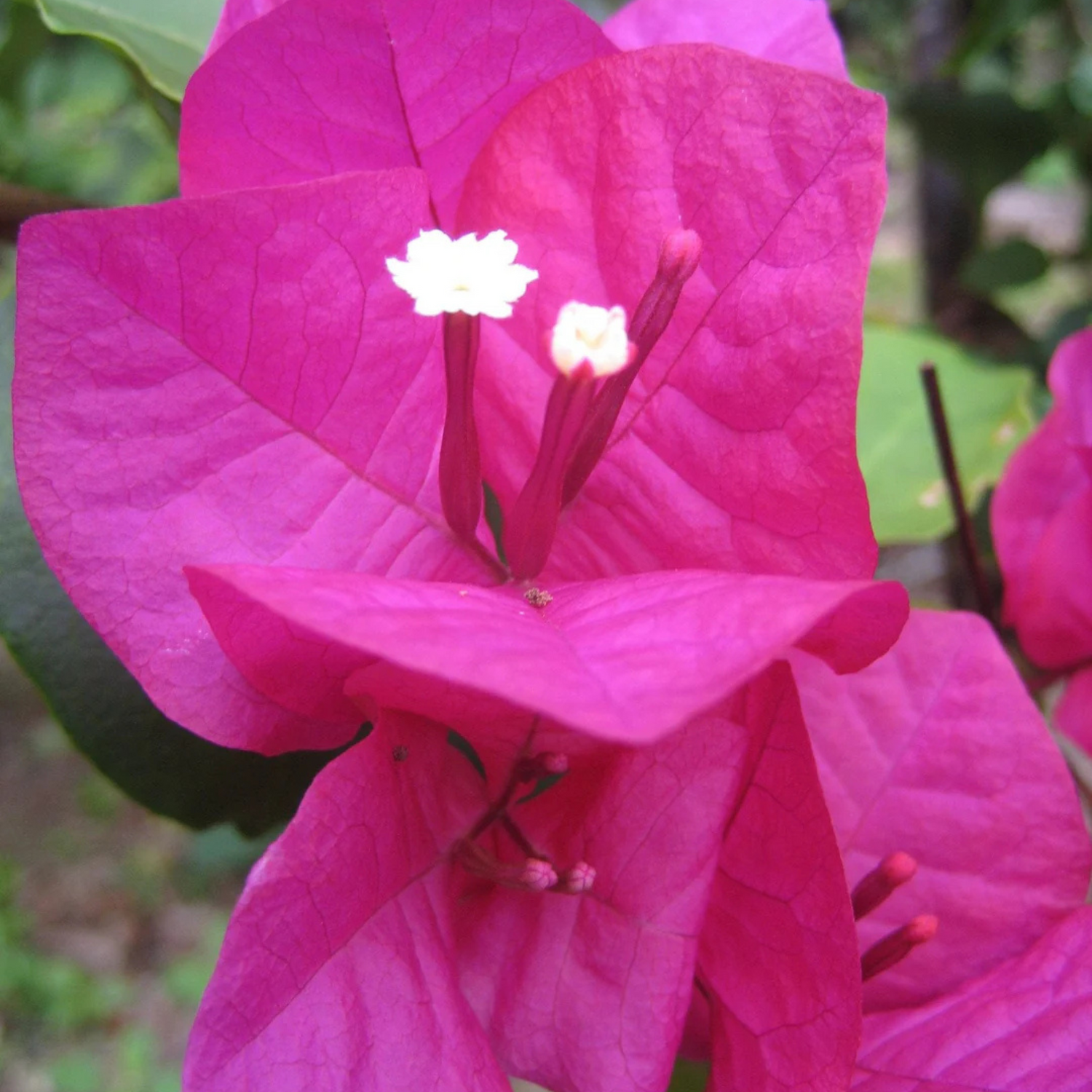 Bougainvillea Pink Creeper (Paper Flower) Flowering Live Plant