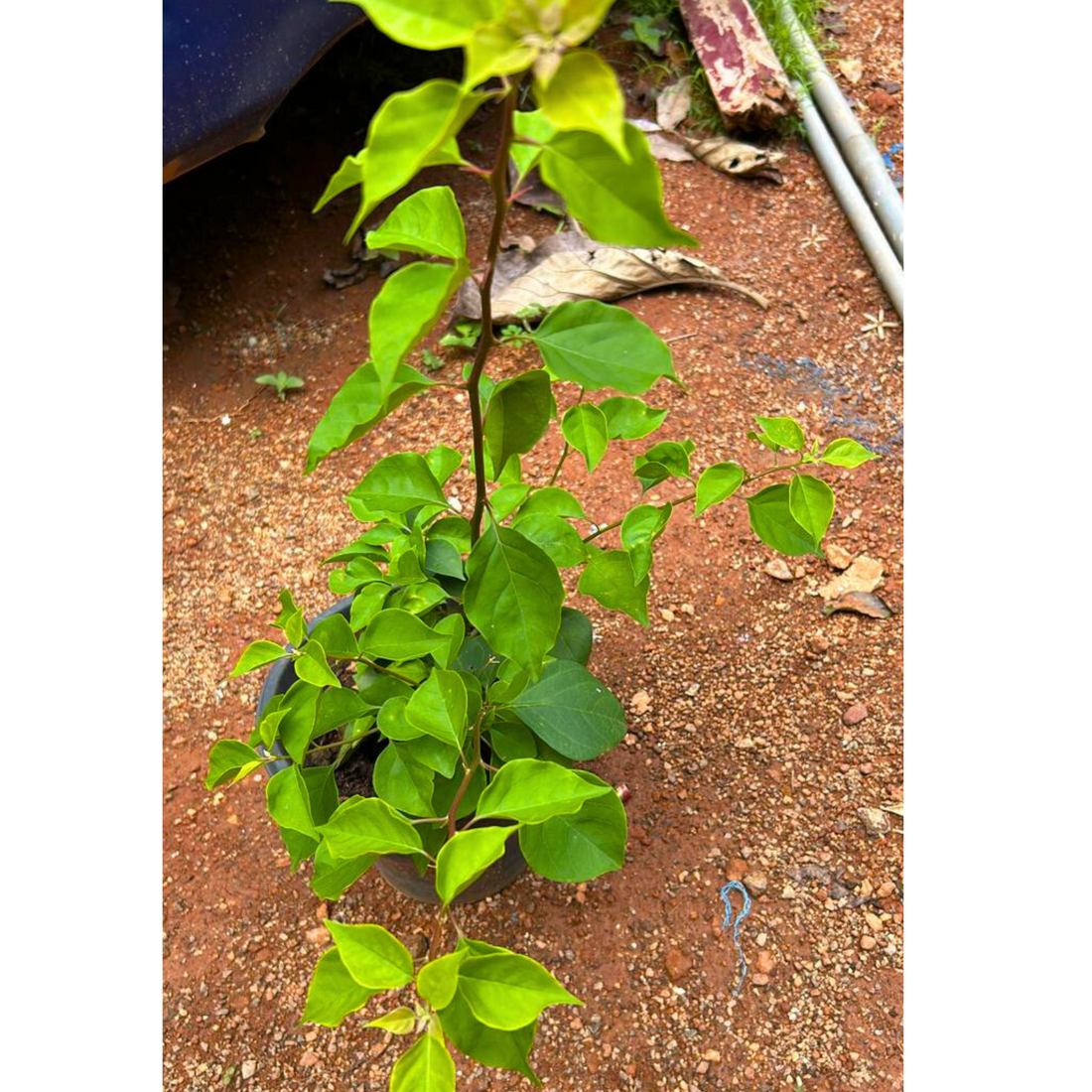 Bougainvillea Pink Multi Petal (Paper Flower) Flowering Live Plant