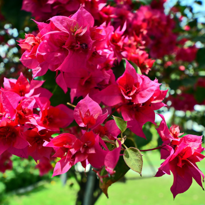 Bougainvillea Pink Multi Petal (Paper Flower) Flowering Live Plant