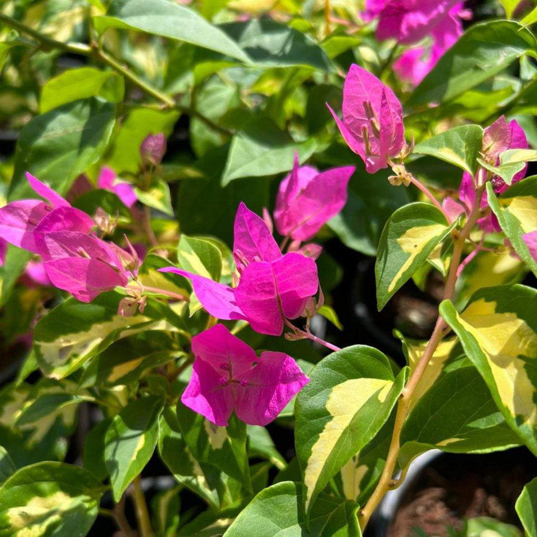 Bougainvillea Pink (Paper Flower) Variegated Leaves Flowering Live Plant