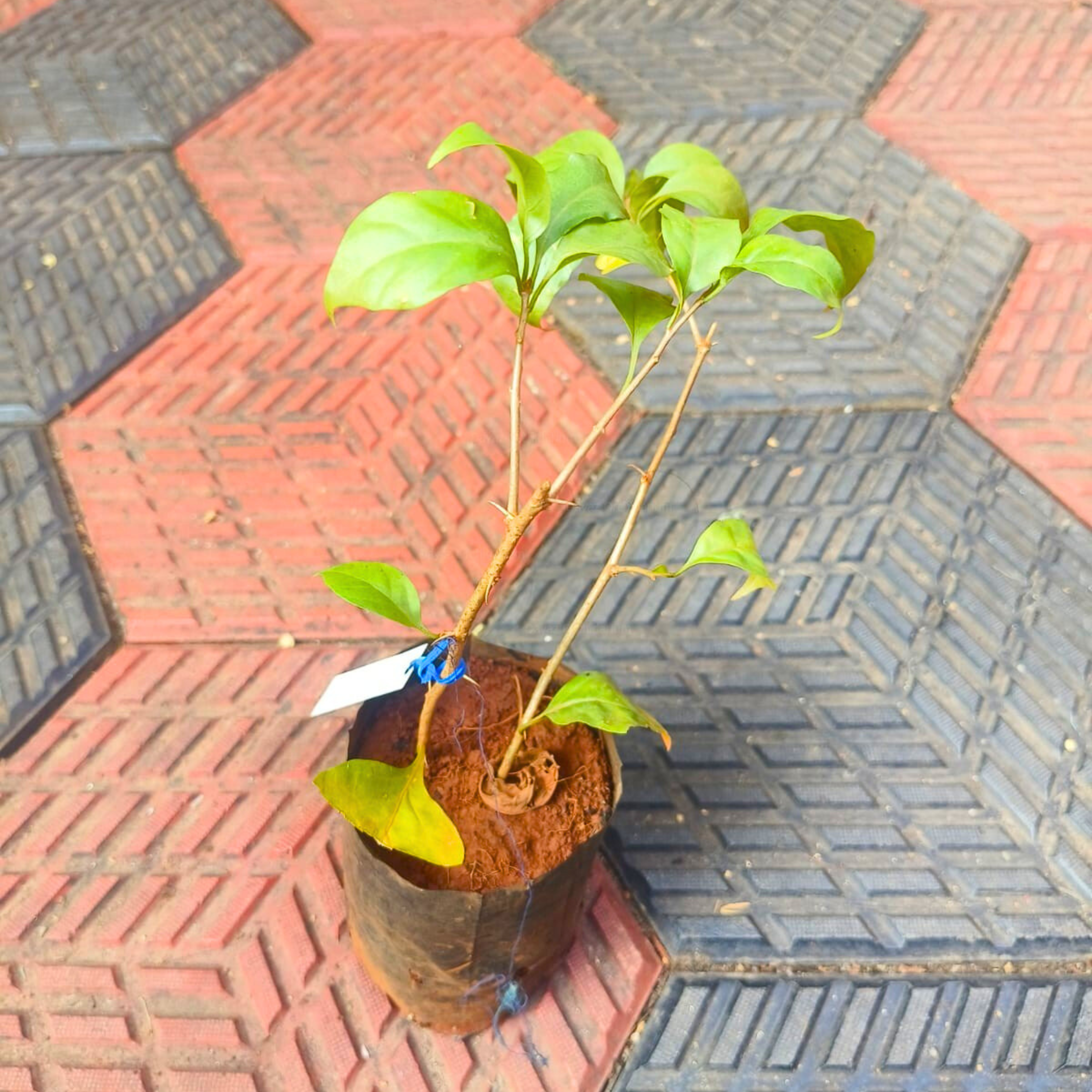 Bougainvillea Pune White (Paper Flower) Rare Flowering Live Plant