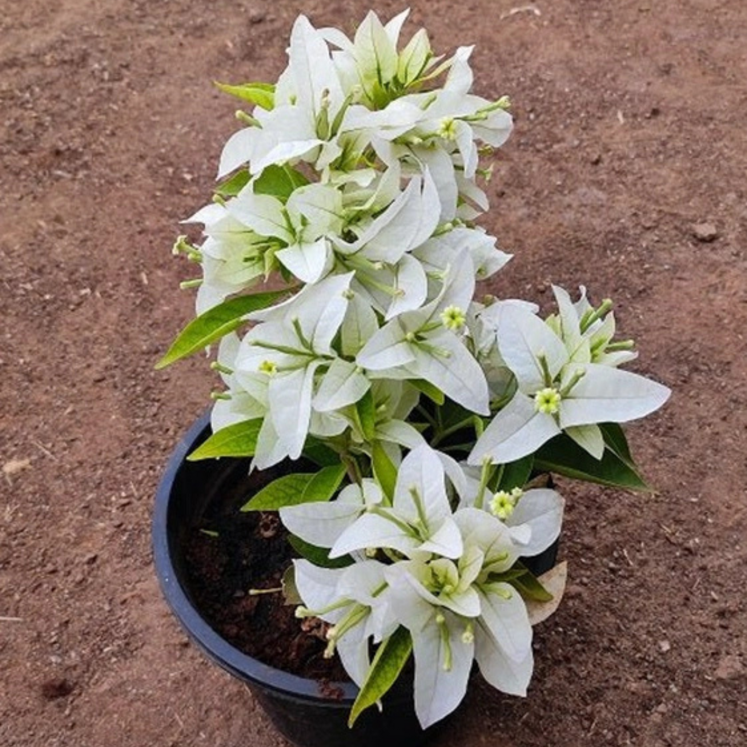 Bougainvillea Pune White (Paper Flower) Rare Flowering Live Plant