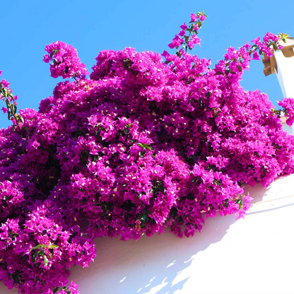 Bougainvillea Purple Creeper (Paper Flower) Flowering Live Plant