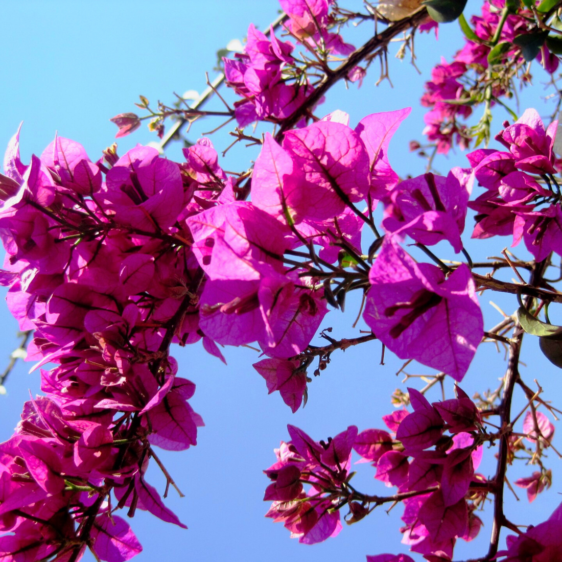 Bougainvillea Purple Creeper (Paper Flower) Flowering Live Plant