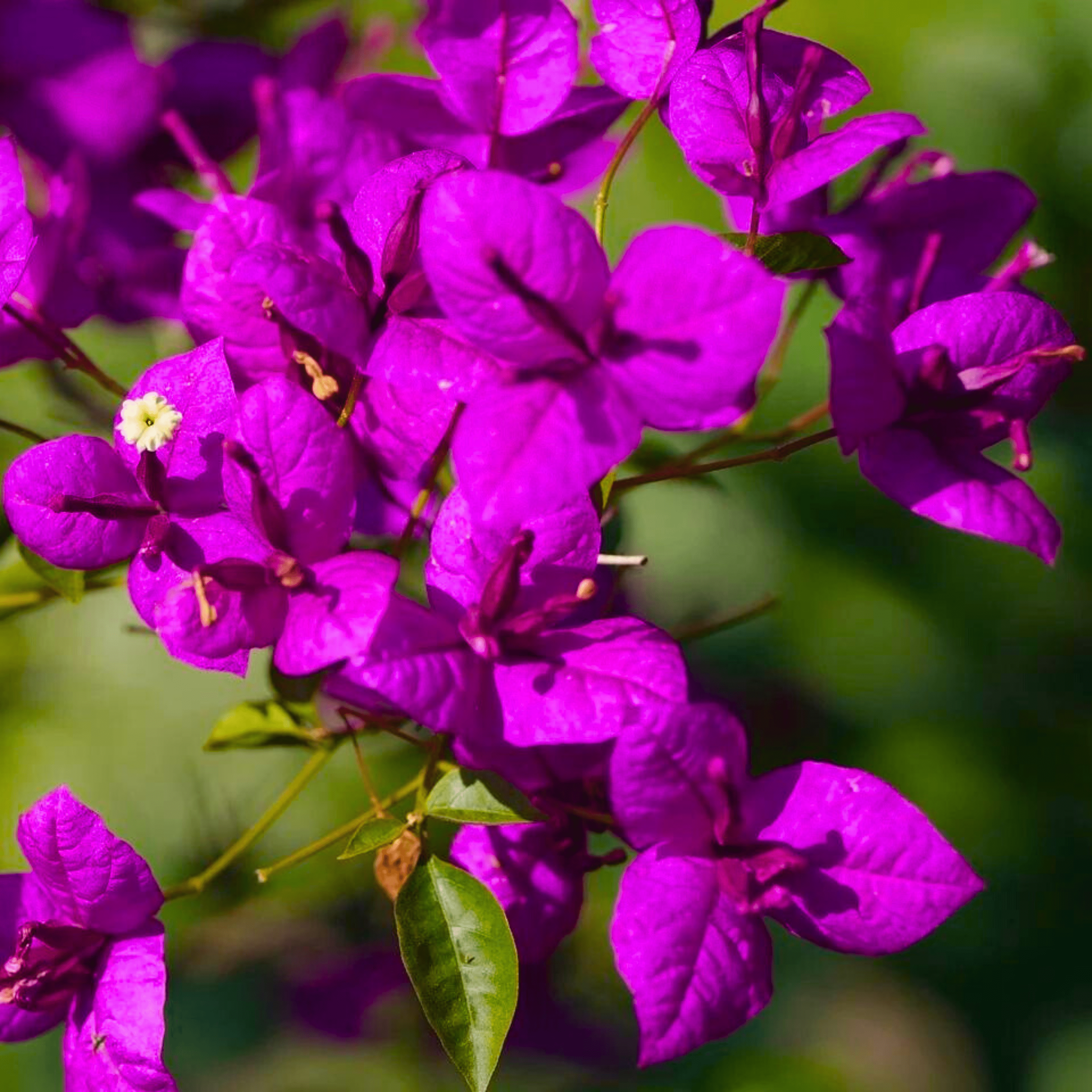 Bougainvillea Purple (Paper Flower) Flowering Live Plant