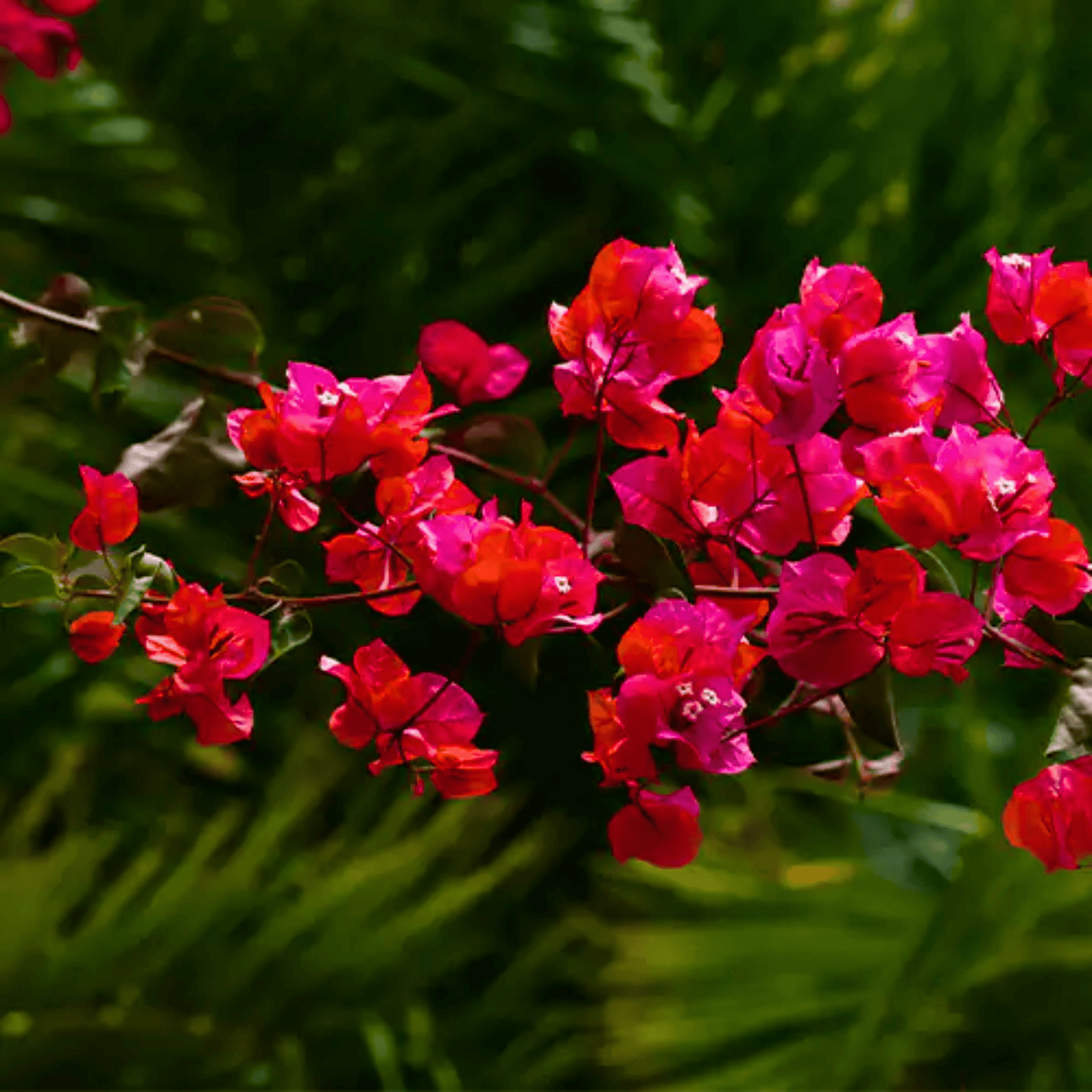 Bougainvillea Red (Paper Flower) Variegated Leaves Flowering Live Plant