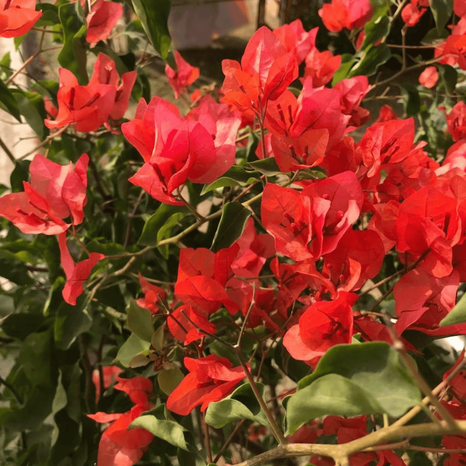 Bougainvillea Red (Paper Flower) Flowering Live Plant