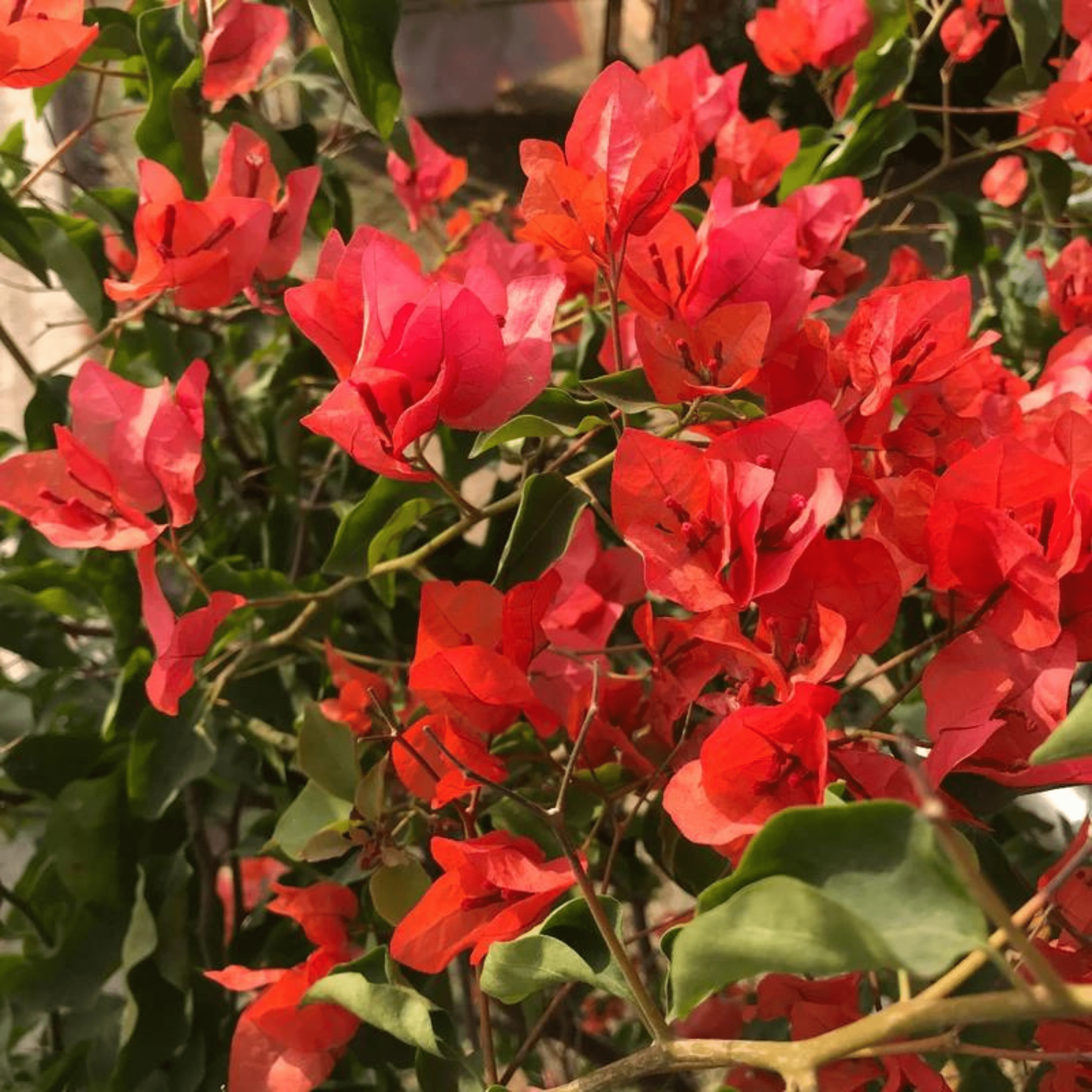 Bougainvillea Red (Paper Flower) Flowering Live Plant