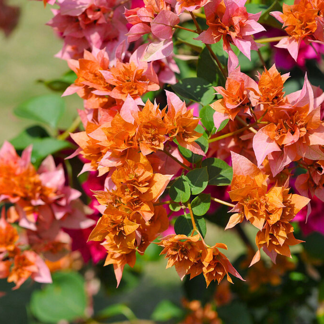 Bougainvillea Roseville Delight (Paper Flower) Rare Flowering Live Plant