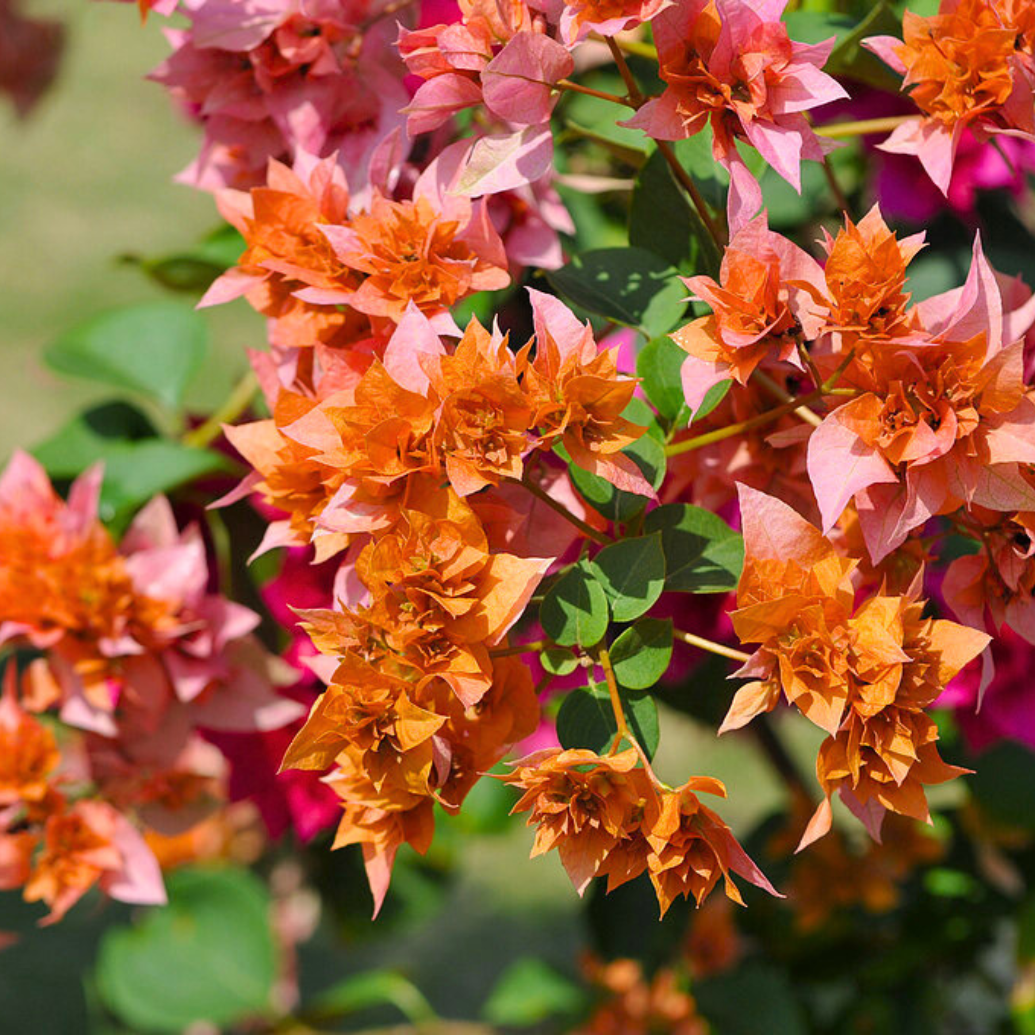 Bougainvillea Roseville Delight (Paper Flower) Rare Flowering Live Plant