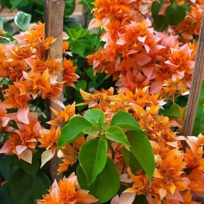 Bougainvillea Roseville Delight (Paper Flower) Rare Flowering Live Plant