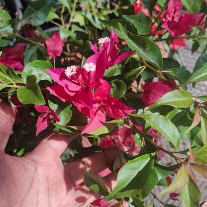 Bougainvillea Ruby Red Hybrid (Paper Flower) Rare Flowering Live Plant