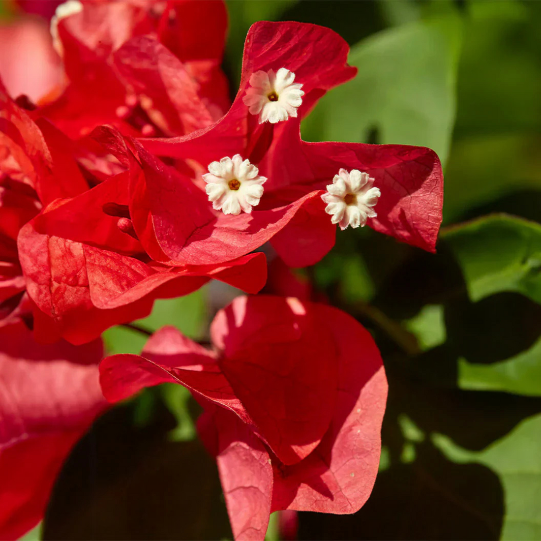 Bougainvillea Ruby Red (Paper Flower) Rare Flowering Live Plant