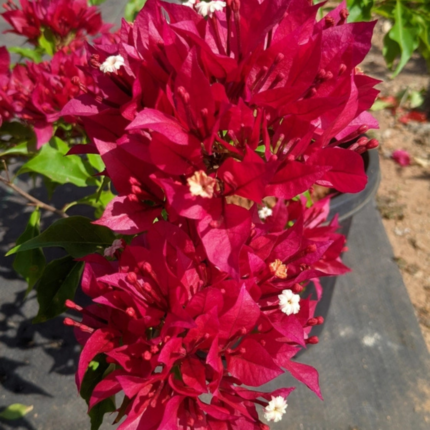 Bougainvillea Ruby Red Hybrid (Paper Flower) Rare Flowering Live Plant