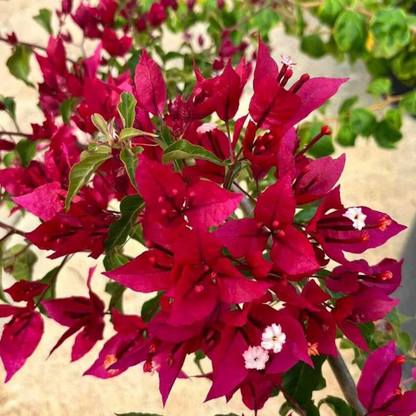 Bougainvillea Ruby Red Hybrid (Paper Flower) Rare Flowering Live Plant