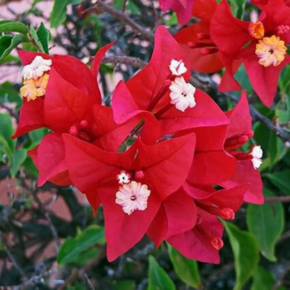 Bougainvillea Ruby Red (Paper Flower) Rare Flowering Live Plant