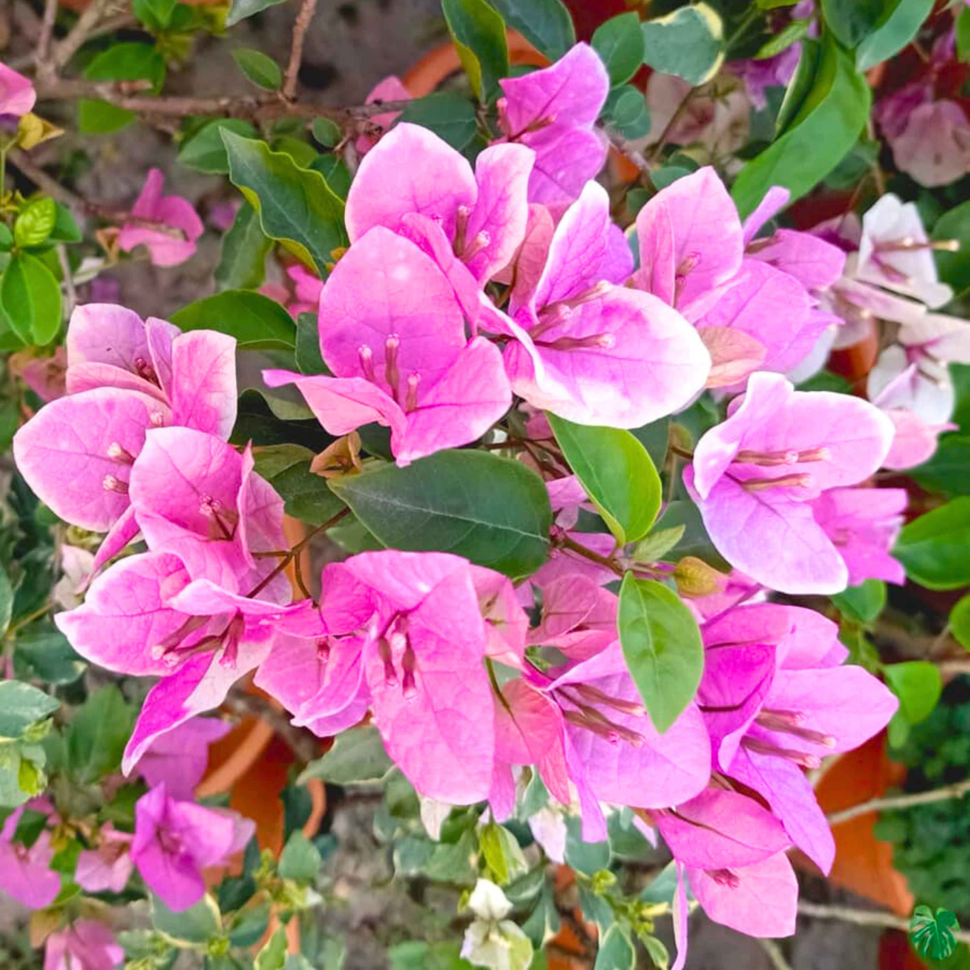 Bougainvillea Splash (Paper Flower) Rare Flowering Live Plant