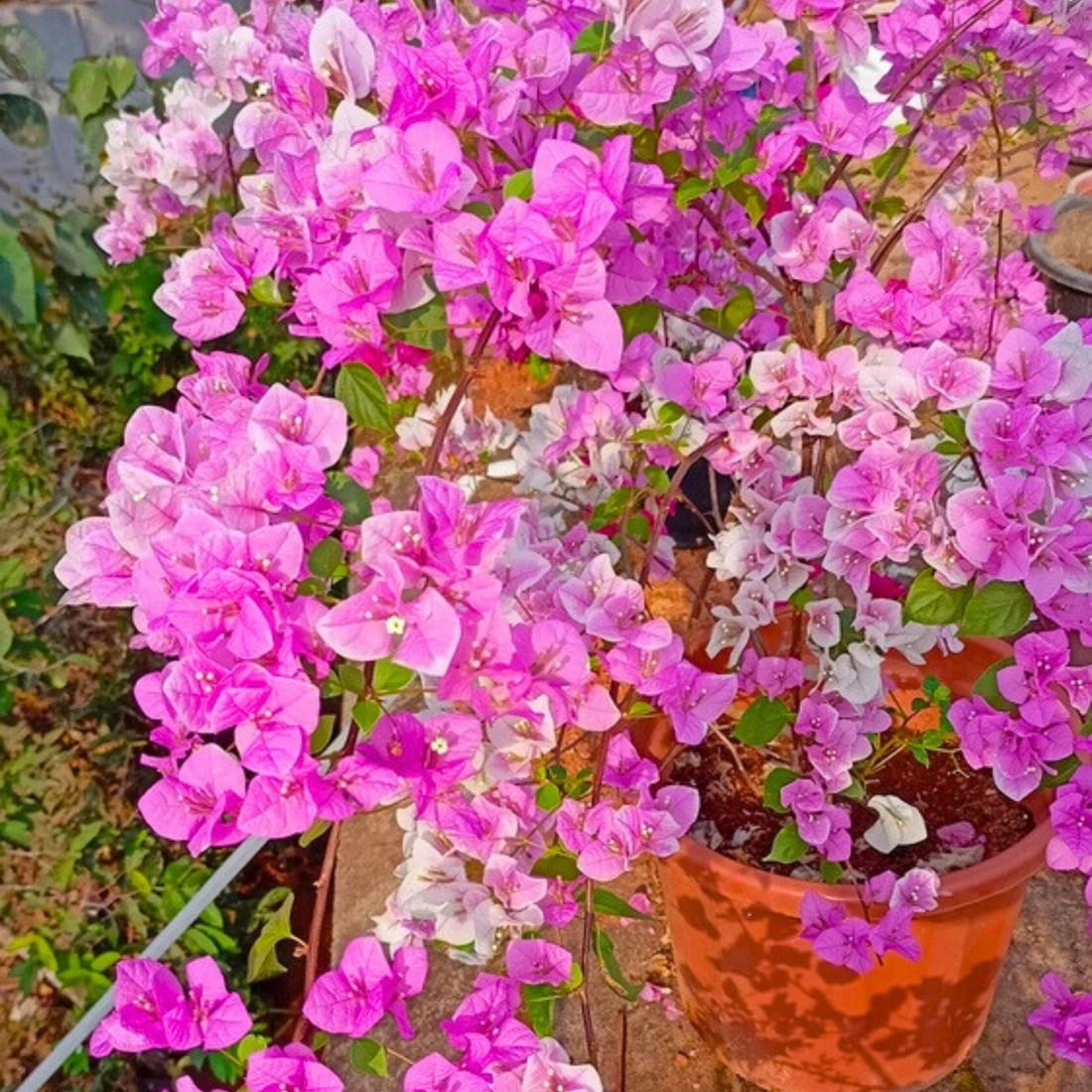 Bougainvillea Splash (Paper Flower) Rare Flowering Live Plant