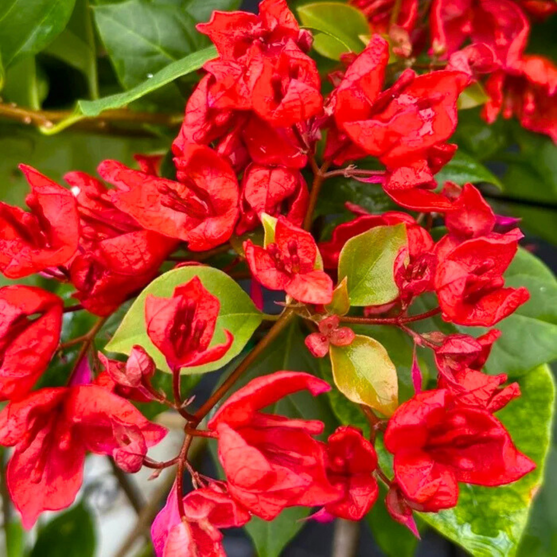 Bougainvillea Tanglong Red (Paper Flower) Rare Flowering Live Plant