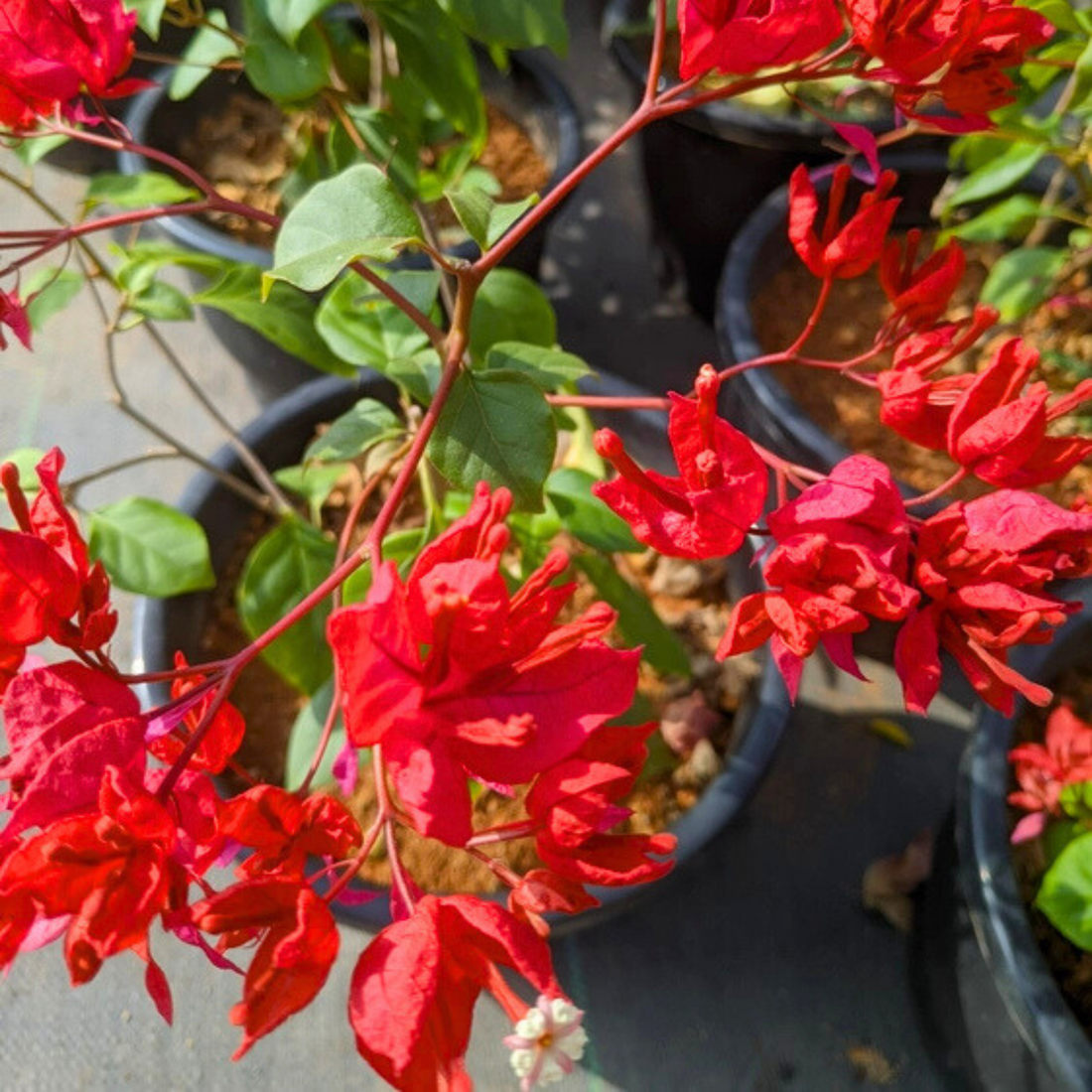 Bougainvillea Tanglong Red (Paper Flower) Rare Flowering Live Plant