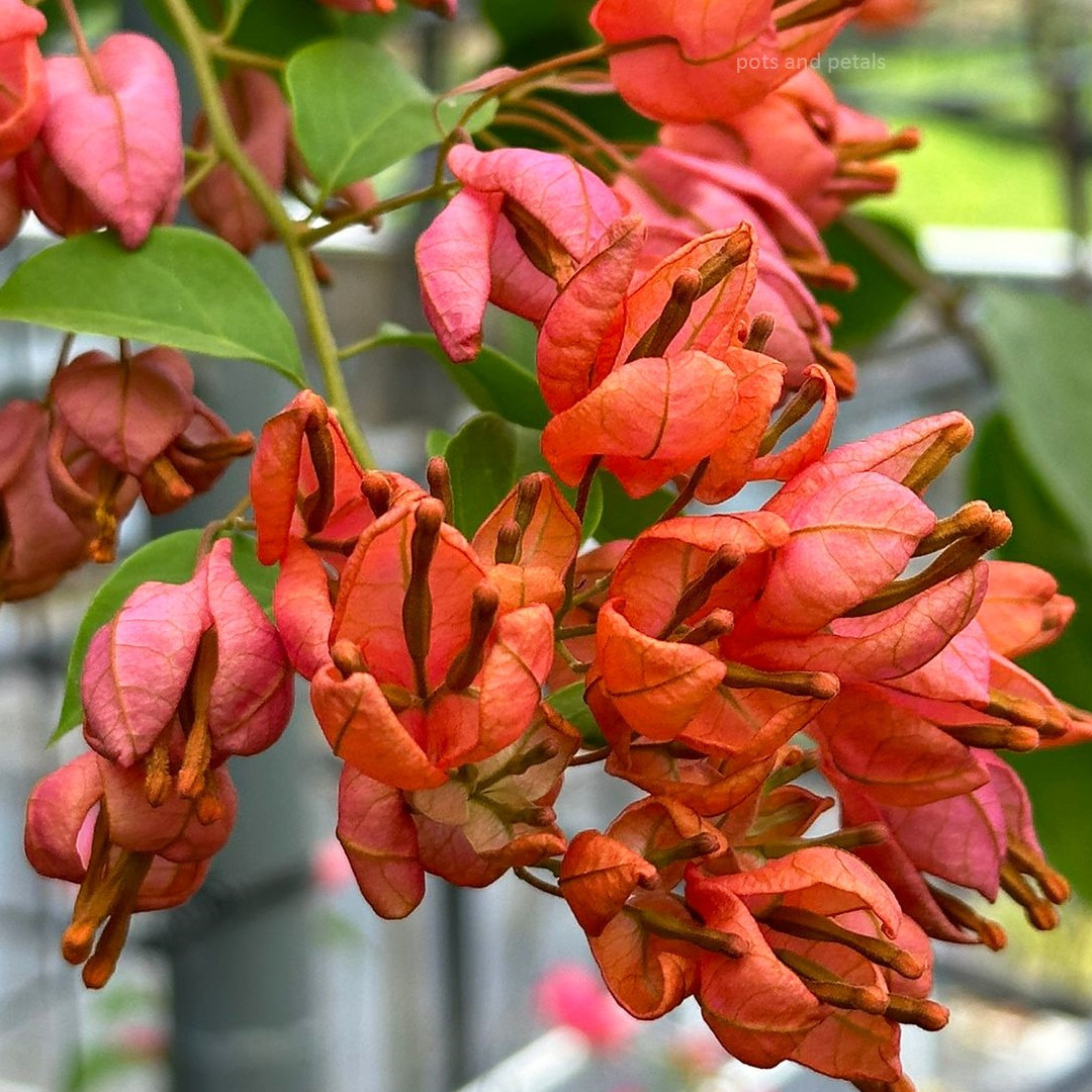 Bougainvillea Tanglong peach (Paper Flower) Rare Flowering Live Plant