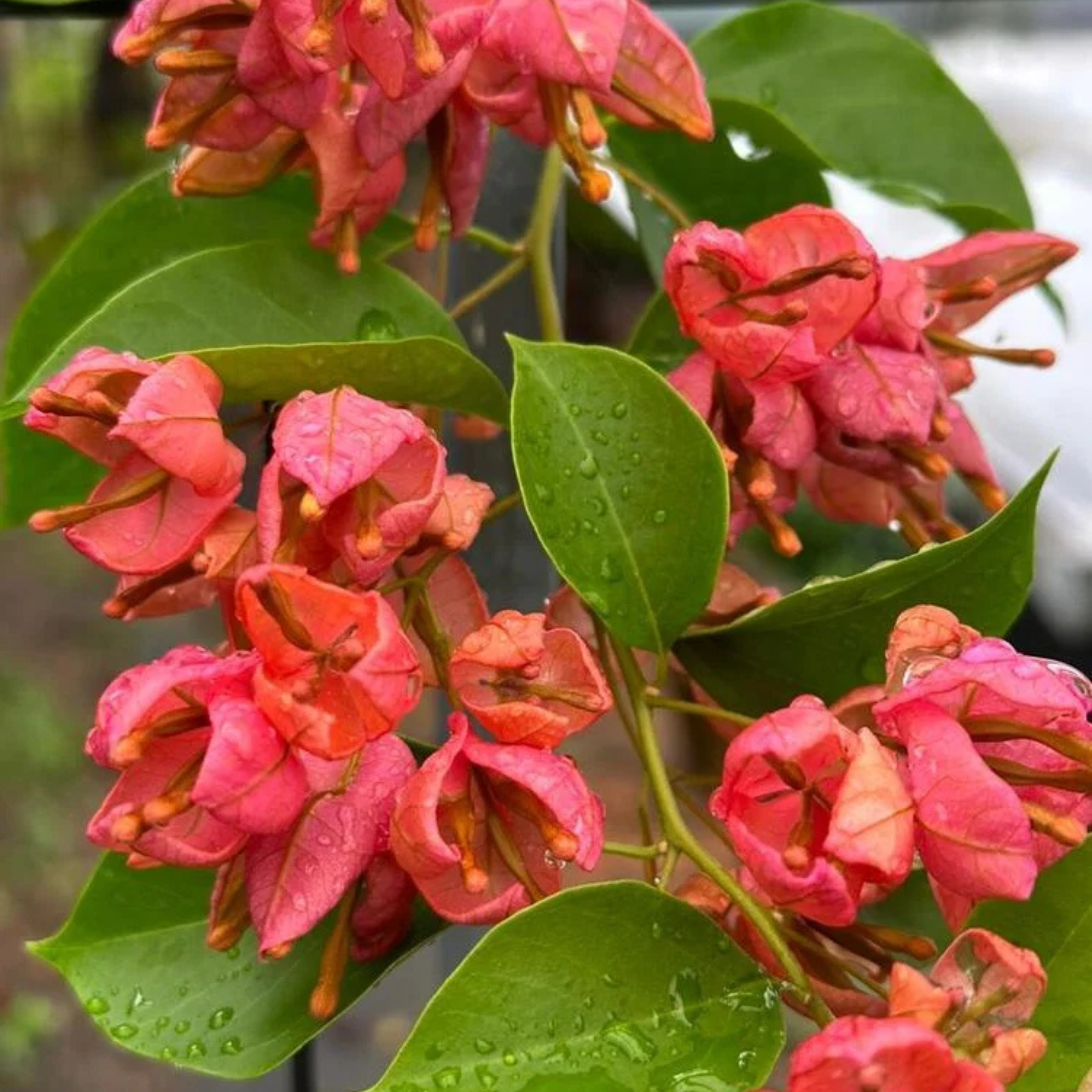 Bougainvillea Tanglong peach (Paper Flower) Rare Flowering Live Plant