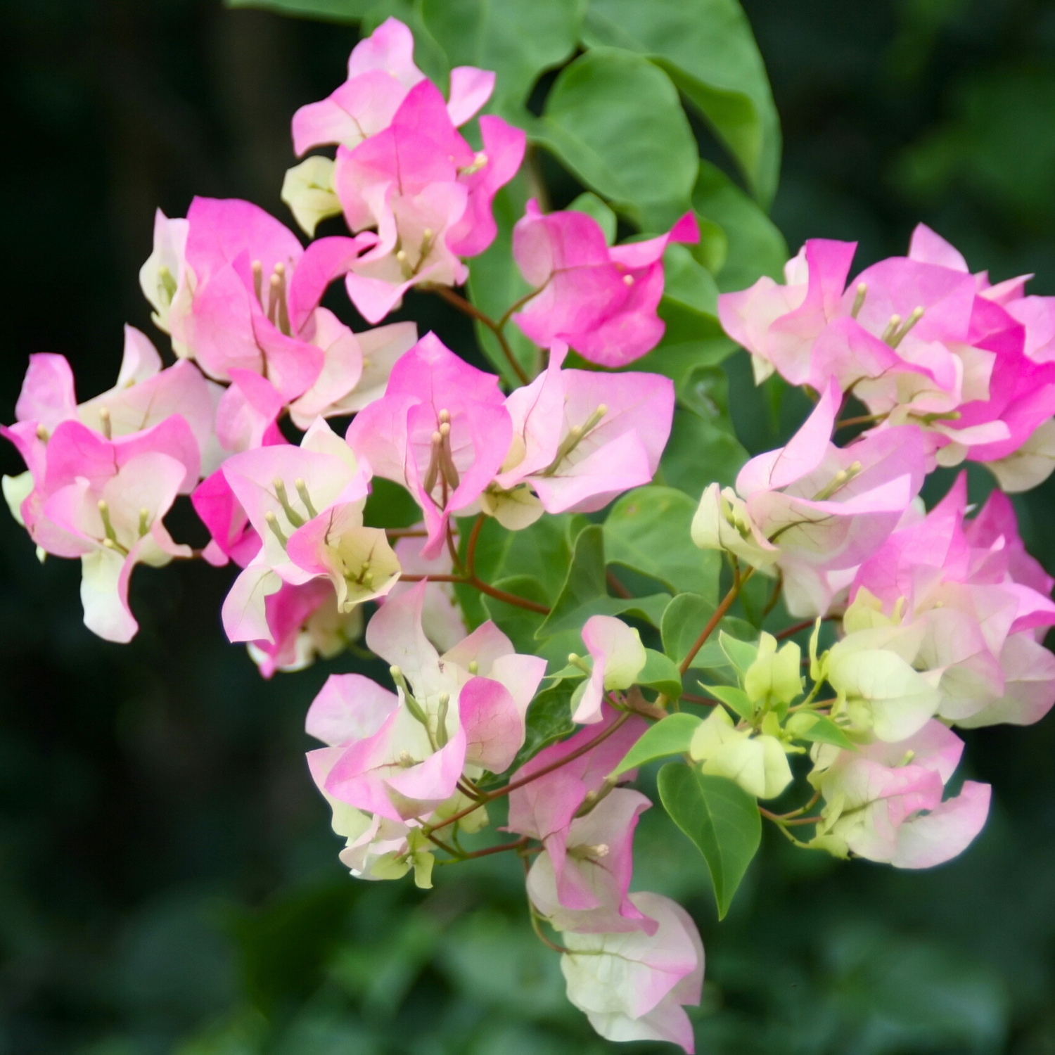 Bougainvillea Thai Delight (Paper Flower) Rare Flowering Live Plant