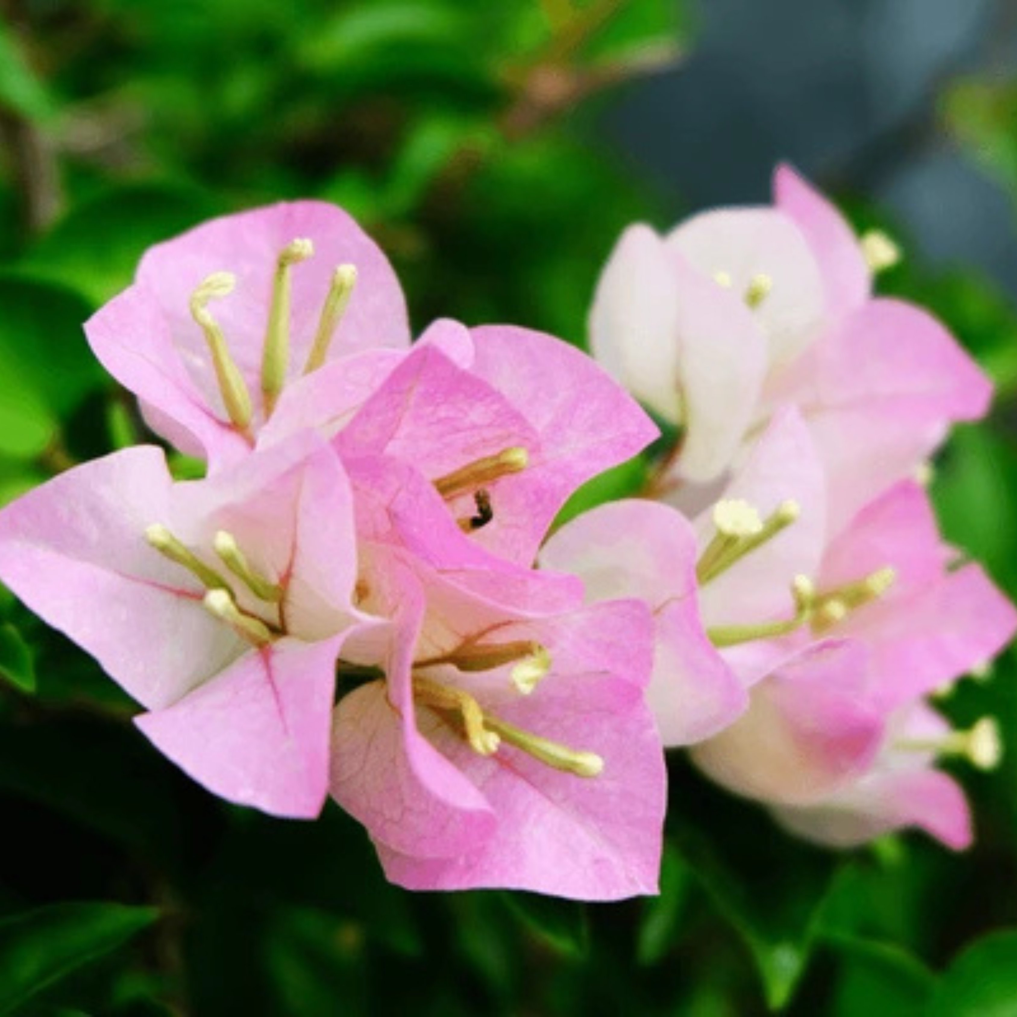 Bougainvillea Thai Delight (Paper Flower) Rare Flowering Live Plant