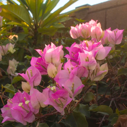 Bougainvillea Thai Delight (Paper Flower) Rare Flowering Live Plant