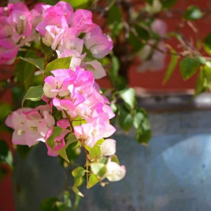 Bougainvillea Thai Delight (Paper Flower) Rare Flowering Live Plant