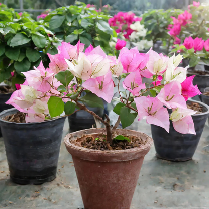 Bougainvillea Thai Delight (Paper Flower) Rare Flowering Live Plant