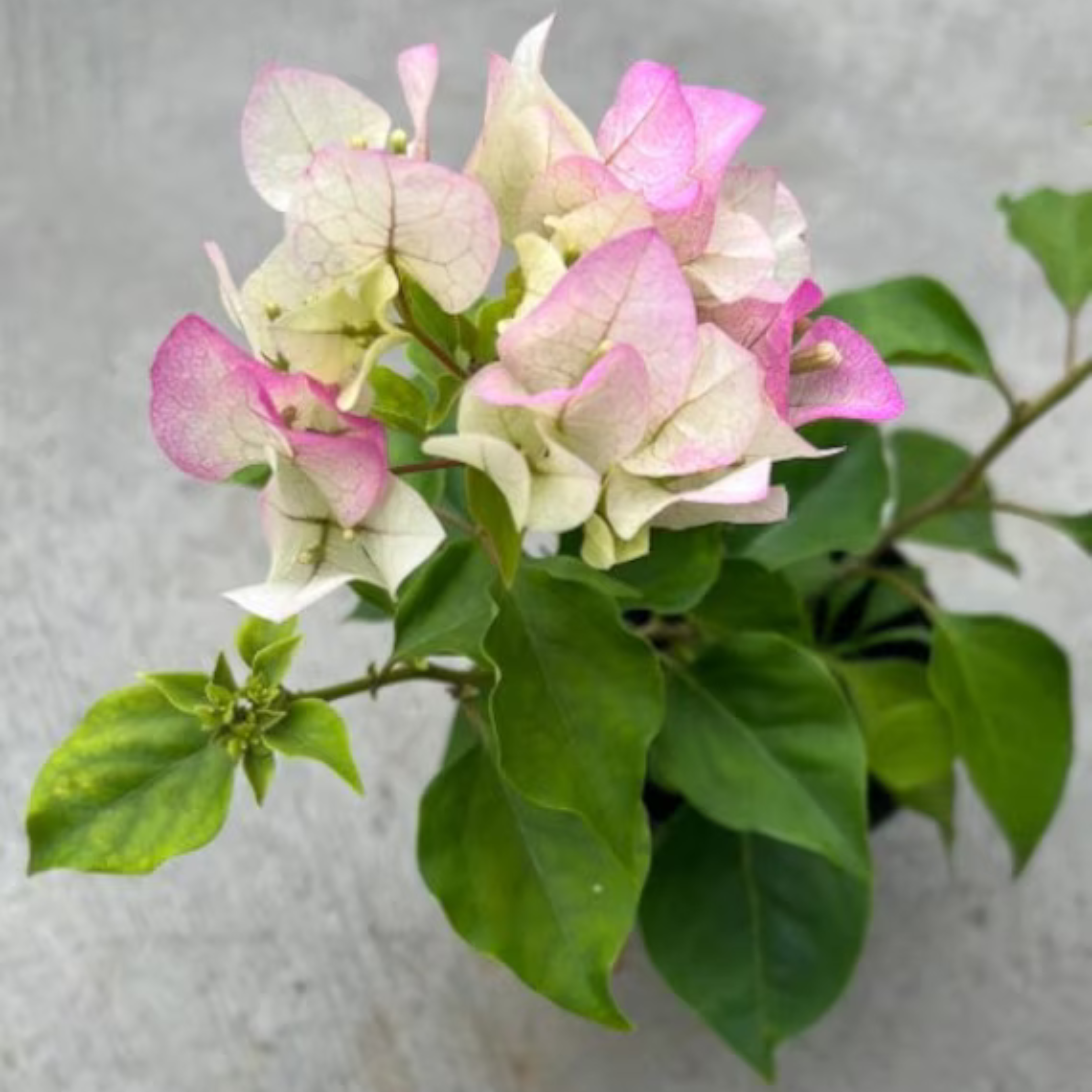 Bougainvillea Thai Delight (Paper Flower) Rare Flowering Live Plant