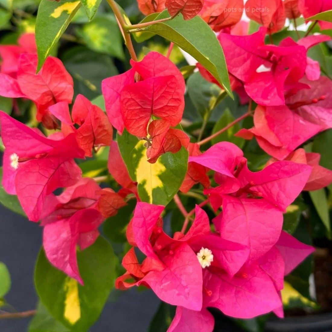 Bougainvillea Thimma Red (Paper Flower) Rare Flowering Live Plant