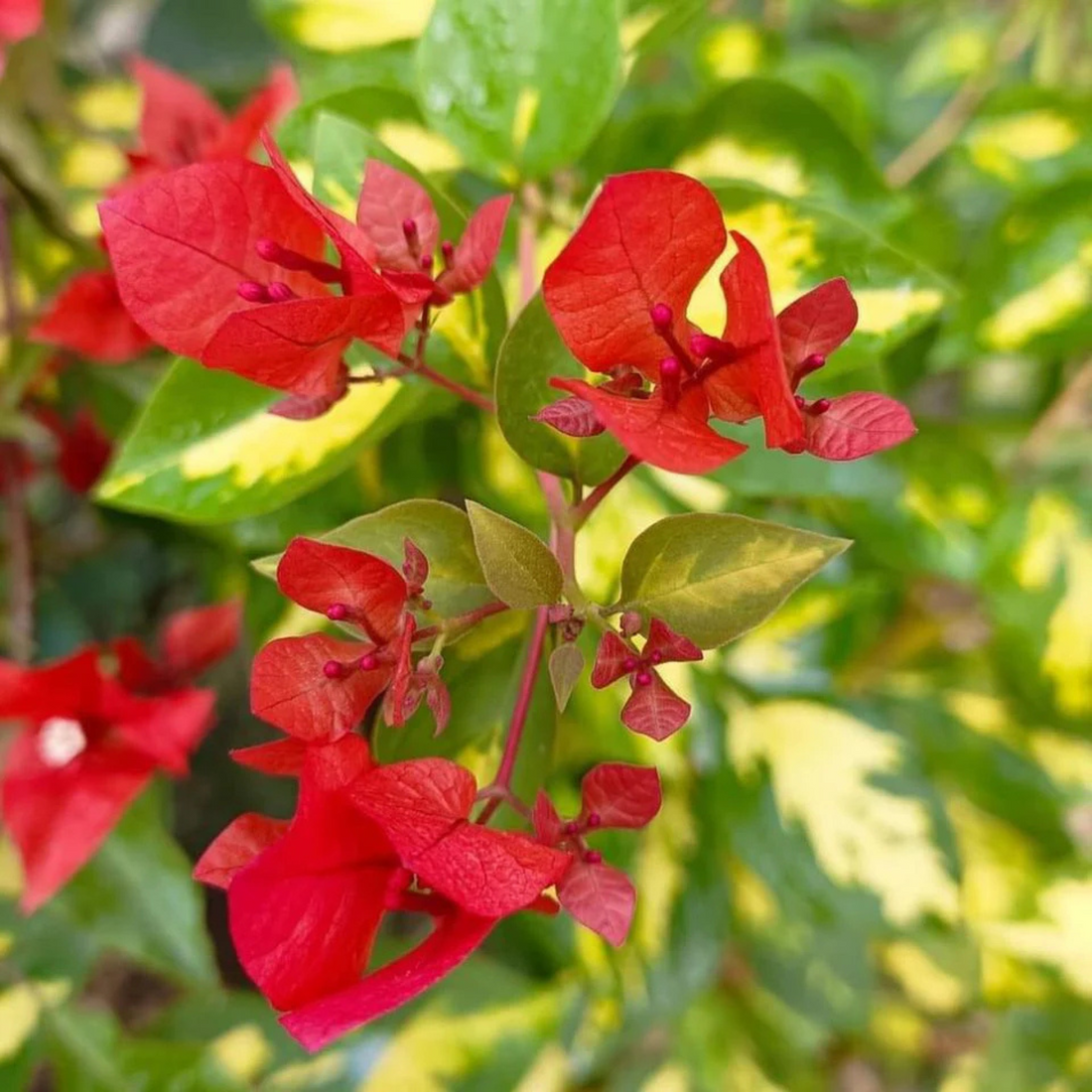 Bougainvillea Thimma Red (Paper Flower) Rare Flowering Live Plant