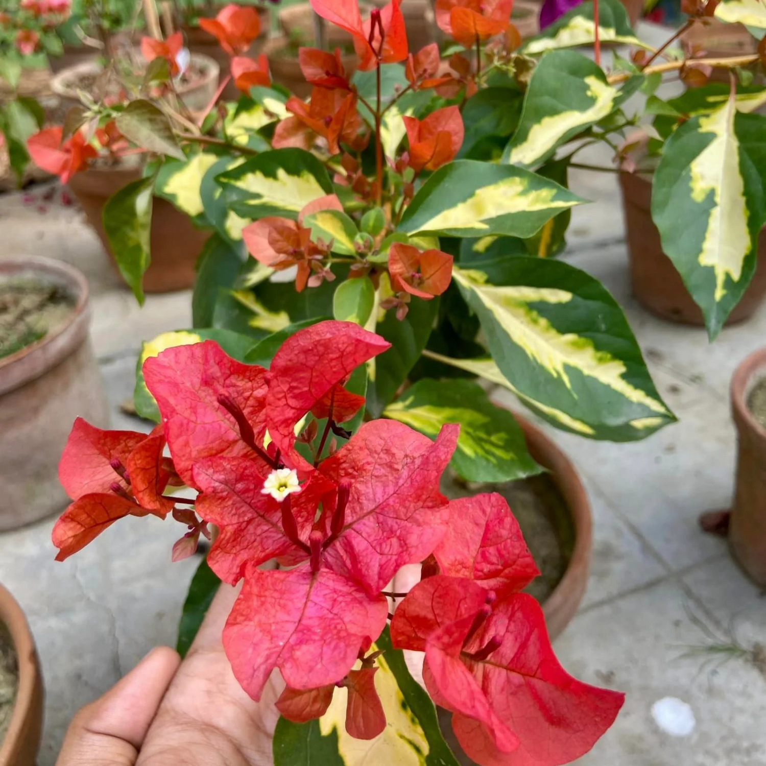 Bougainvillea Thimma Red (Paper Flower) Rare Flowering Live Plant