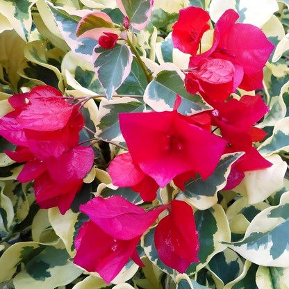 Bougainvillea Variegated Dr.Rao (Paper Flower) Rare Flowering Live Plant